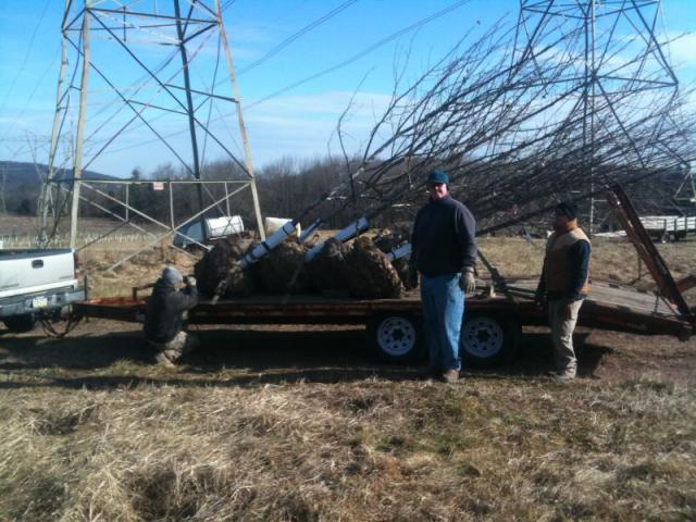 Trees For Trex